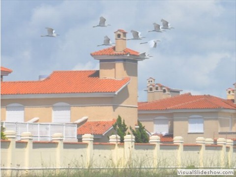 gaivotas